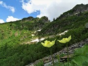 76 Pulsatilla alpina sulfurea (Pulsatilla sulphurea)